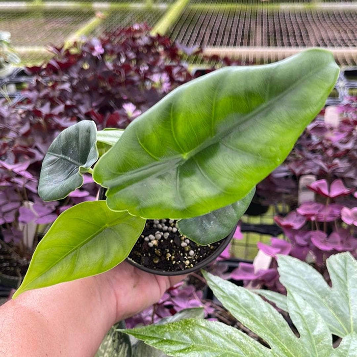 Gabriella Plants Alocasia 4" Alocasia reversa