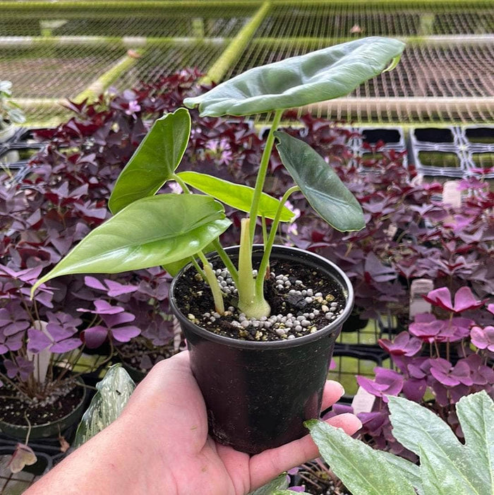 Gabriella Plants Alocasia 4" Alocasia reversa