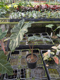 Gabriella Plants Alocasia 4" Alocasia sanderiana