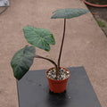 Gabriella Plants Alocasia 4" Alocasia sarawakensis 'Yucatan Princess'