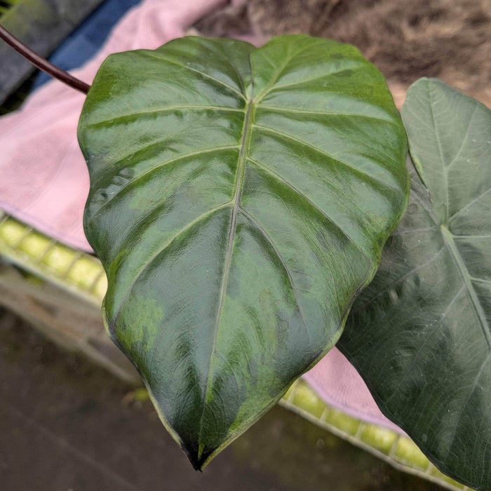 Gabriella Plants Alocasia 4" Alocasia sarawakensis 'Yucatan Princess'