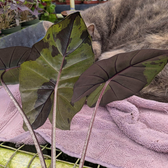 Gabriella Plants Alocasia 4" Alocasia sarawakensis 'Yucatan Princess'