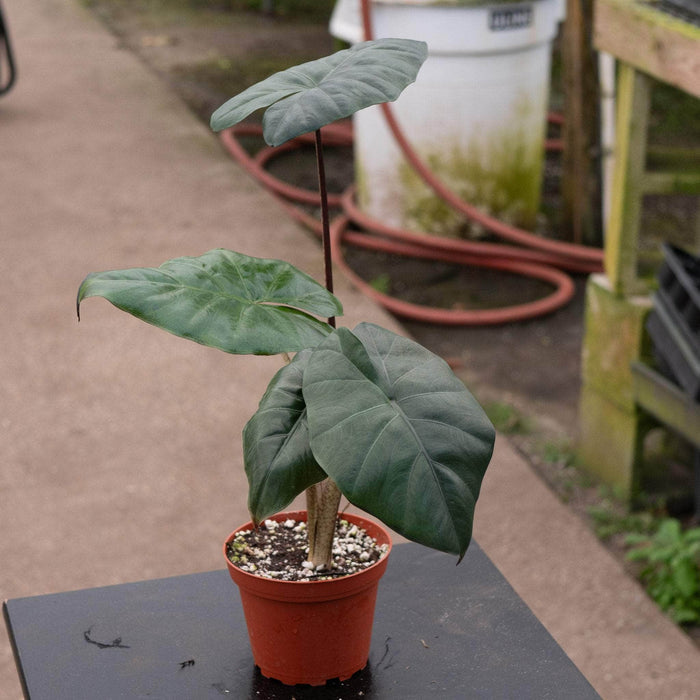 Gabriella Plants Alocasia 4" Alocasia sarawakensis 'Yucatan Princess'