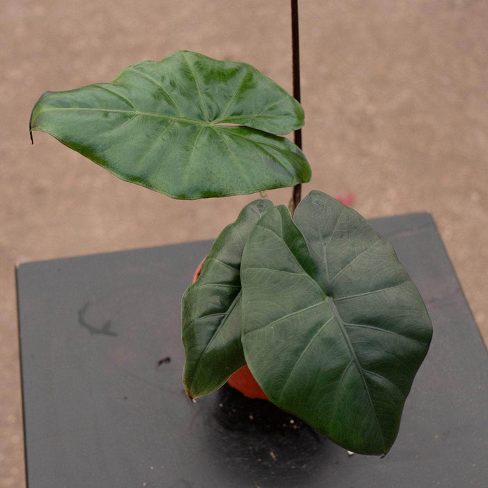 Gabriella Plants Alocasia 4" Alocasia sarawakensis 'Yucatan Princess'