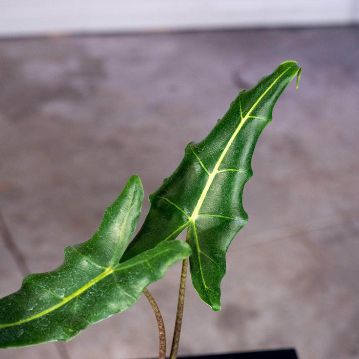 Gabriella Plants Alocasia 4" Alocasia 'Sarian'