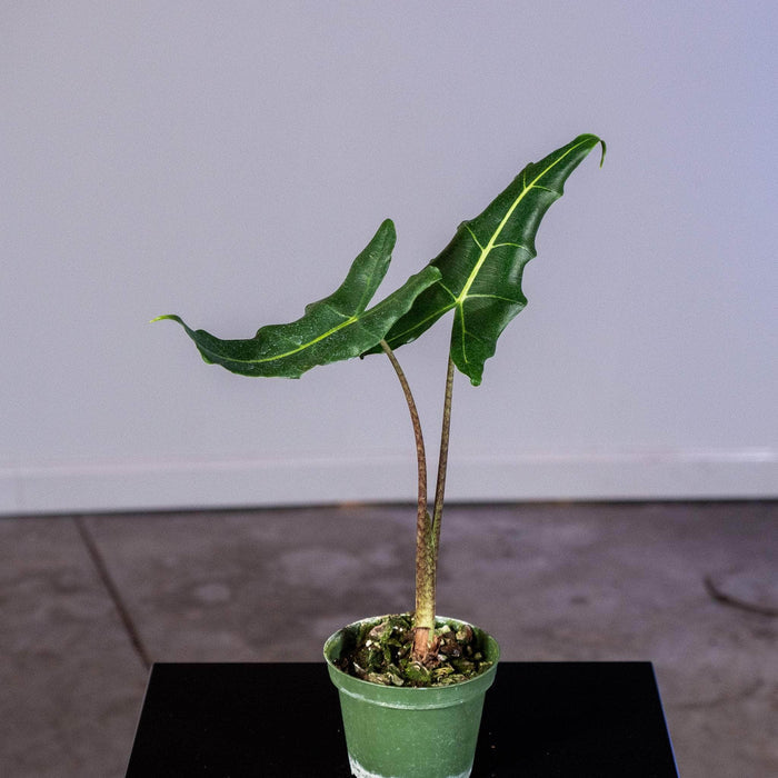 Gabriella Plants Alocasia 4" Alocasia 'Sarian'