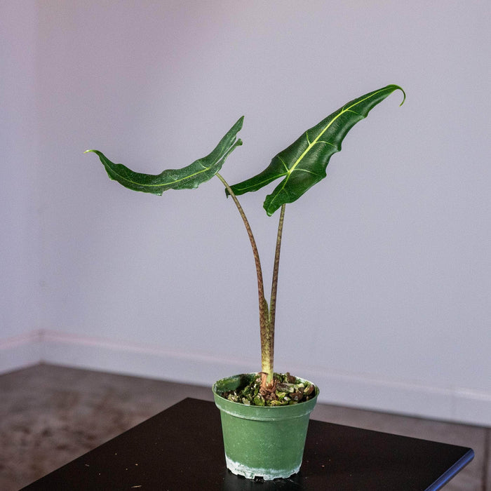 Gabriella Plants Alocasia 4" Alocasia 'Sarian'