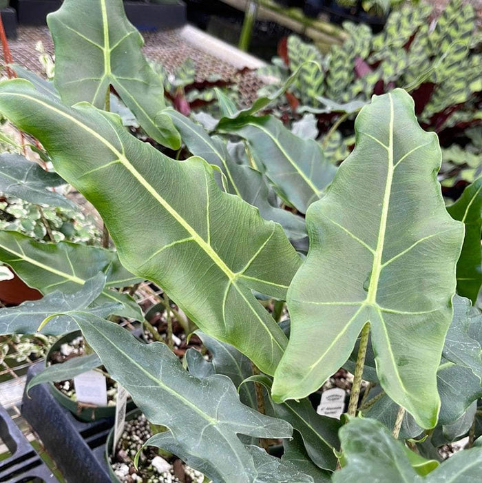Gabriella Plants Alocasia 4" Alocasia 'Sarian'