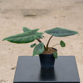 Gabriella Plants Alocasia 4" Alocasia scalprum