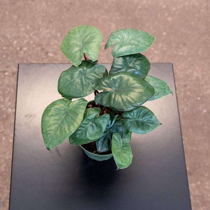 Gabriella Plants Alocasia 4" Alocasia 'Serendipity'