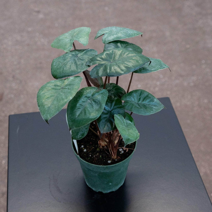 Gabriella Plants Alocasia Alocasia 'Serendipity'
