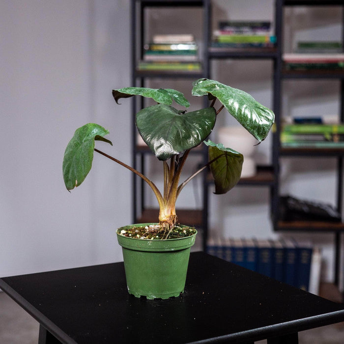 Gabriella Plants Alocasia Alocasia 'Serendipity'