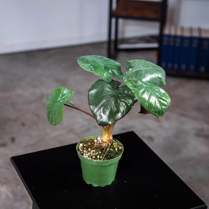 Gabriella Plants Alocasia Alocasia 'Serendipity'