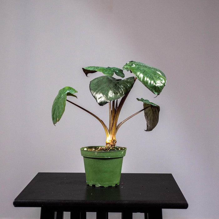 Gabriella Plants Alocasia Alocasia 'Serendipity'