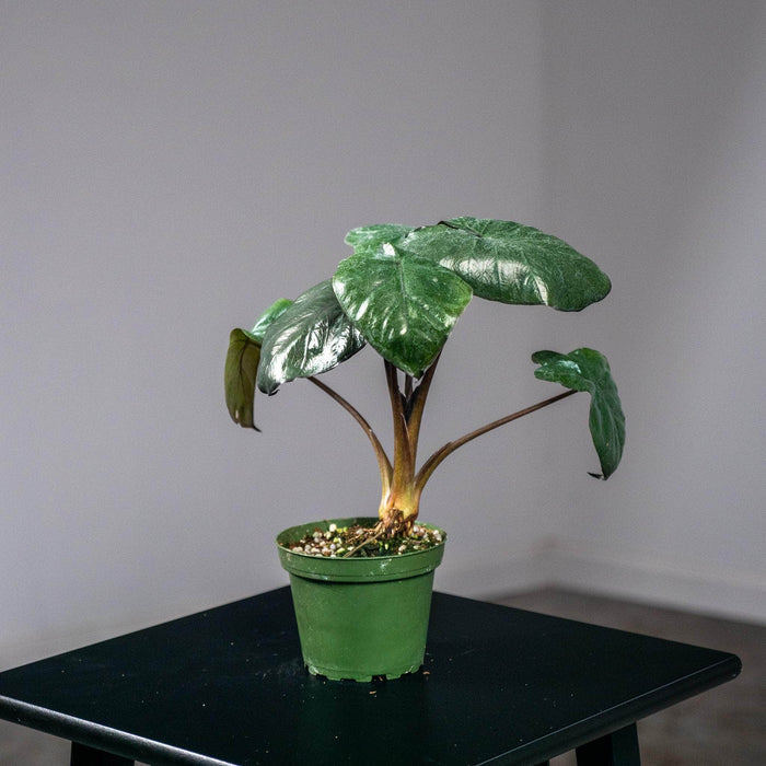 Gabriella Plants Alocasia Alocasia 'Serendipity'