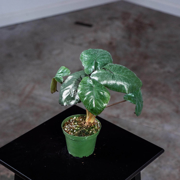 Gabriella Plants Alocasia 4" Alocasia 'Serendipity'