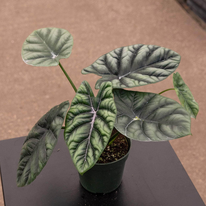 Gabriella Plants Alocasia 4" Alocasia sinuata