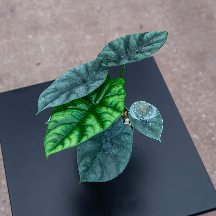 Gabriella Plants Alocasia 4" Alocasia sinuata