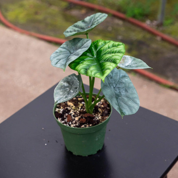 Gabriella Plants Alocasia 4" Alocasia sinuata