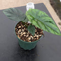 Gabriella Plants Alocasia 4" Alocasia sinuata
