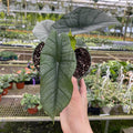 Gabriella Plants 6" Alocasia 'Platinum'