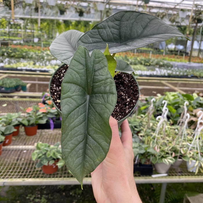 Gabriella Plants 6" Alocasia 'Platinum'