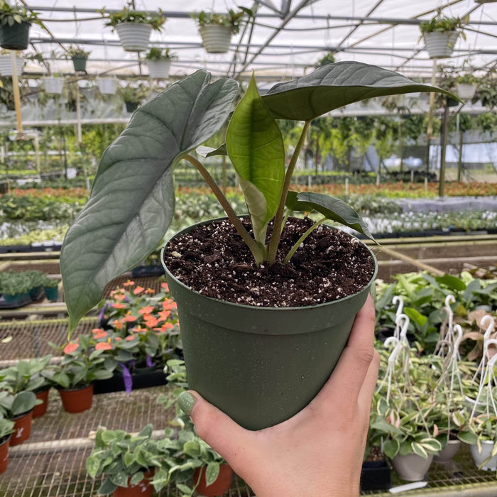 Gabriella Plants 6" Alocasia 'Platinum'
