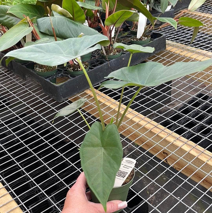 Gabriella Plants Alocasia 4" Alocasia 'Sumo'
