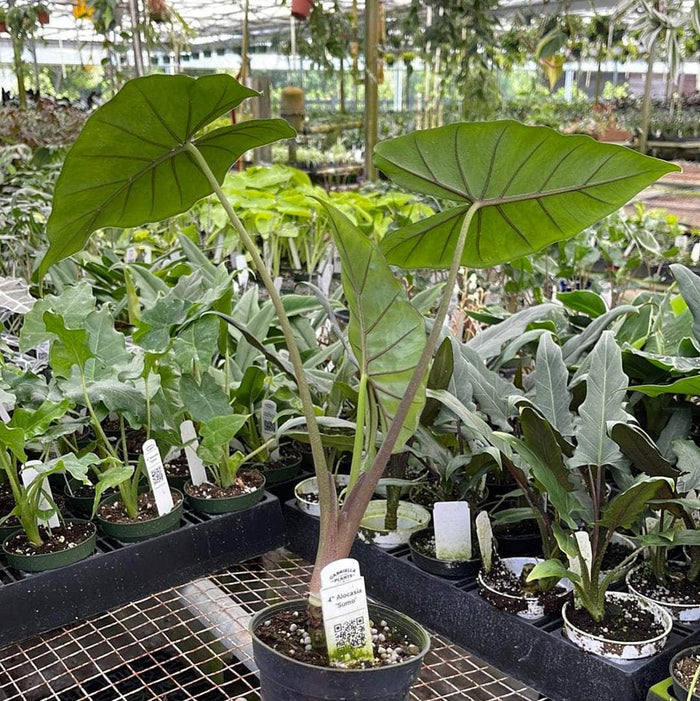 Gabriella Plants Alocasia 4" Alocasia 'Sumo'