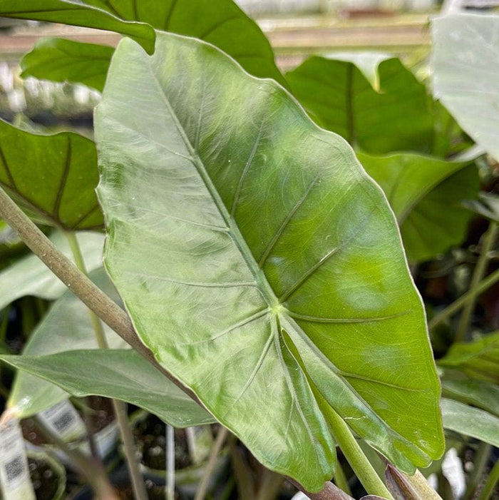 Gabriella Plants Alocasia 4" Alocasia 'Sumo'