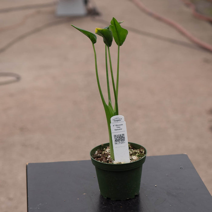Gabriella Plants Alocasia Alocasia 'Tiny Dancers'