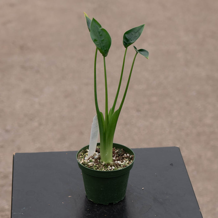 Gabriella Plants Alocasia Alocasia 'Tiny Dancers'