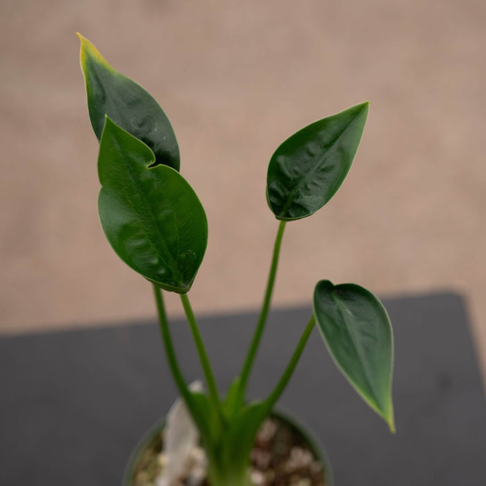 Gabriella Plants Alocasia Alocasia 'Tiny Dancers'