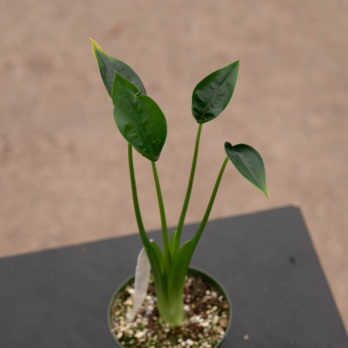 Gabriella Plants Alocasia Alocasia 'Tiny Dancers'