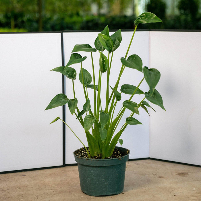 Gabriella Plants Alocasia 4" Alocasia 'Tiny Dancers'