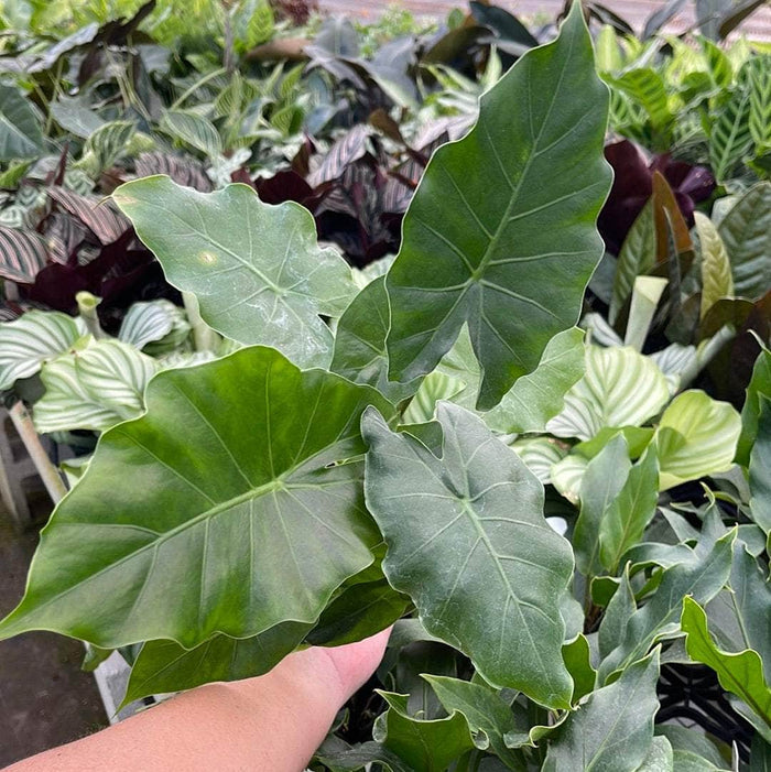 Gabriella Plants Alocasia 4" Alocasia 'Tyrion'