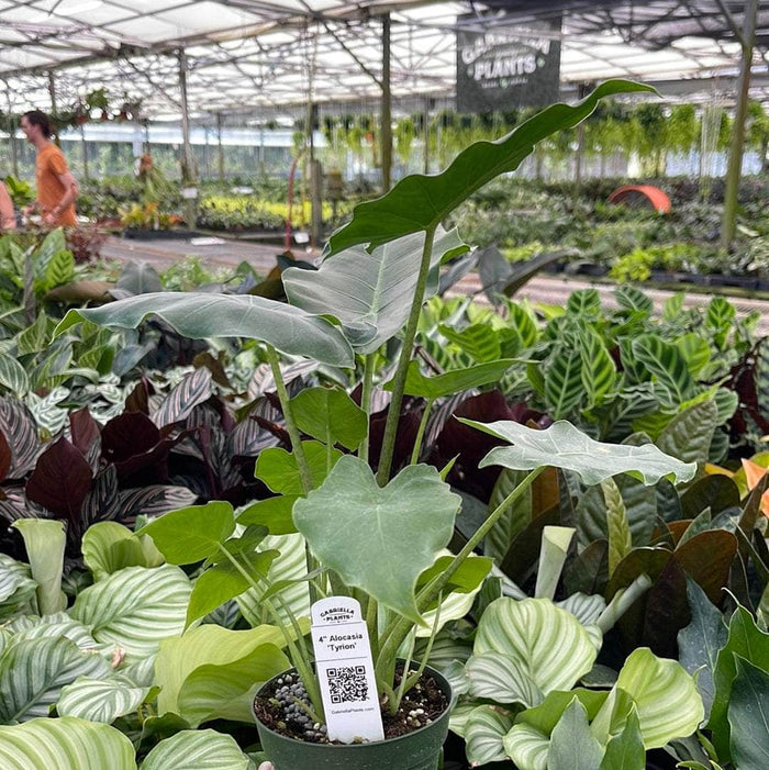 Gabriella Plants Alocasia 4" Alocasia 'Tyrion'