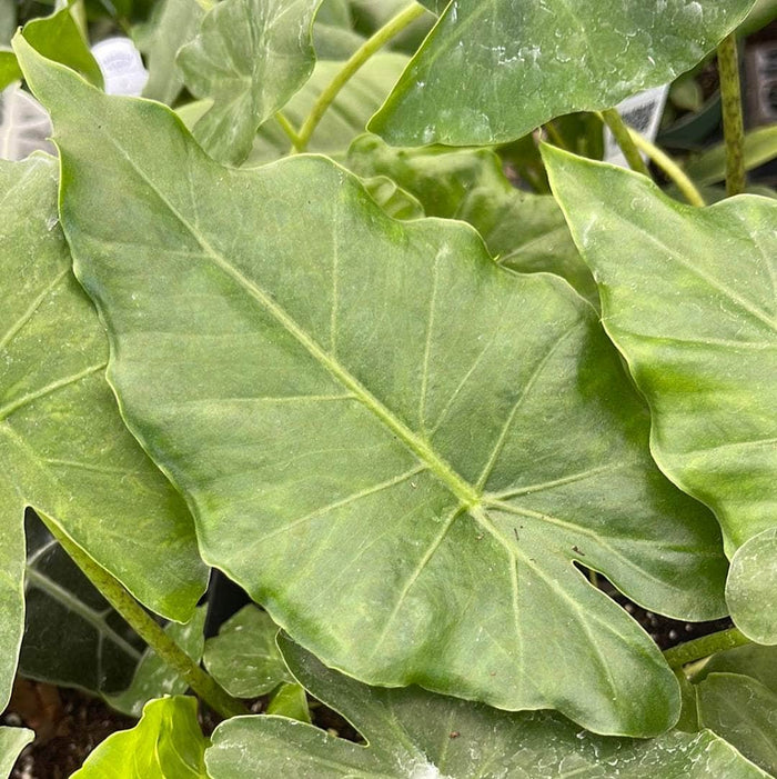Gabriella Plants Alocasia 4" Alocasia 'Tyrion'