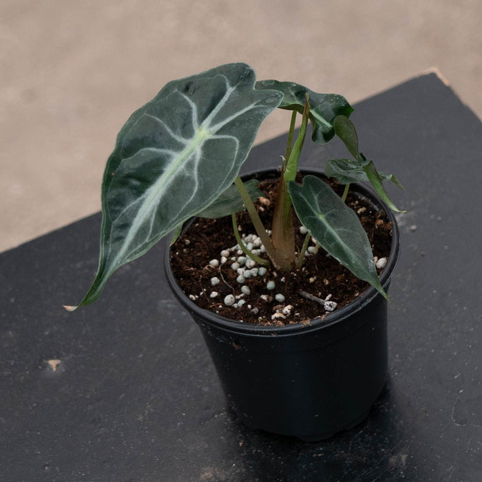 Gabriella Plants Alocasia 4" Alocasia 'Venom'