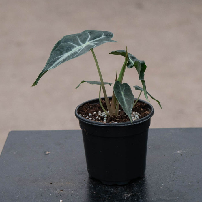 Gabriella Plants Alocasia 4" Alocasia 'Venom'