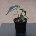 Gabriella Plants Alocasia 4" Alocasia 'Venom'