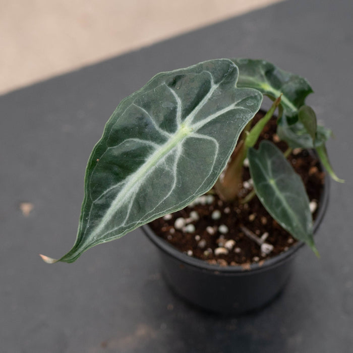 Gabriella Plants Alocasia 4" Alocasia 'Venom'