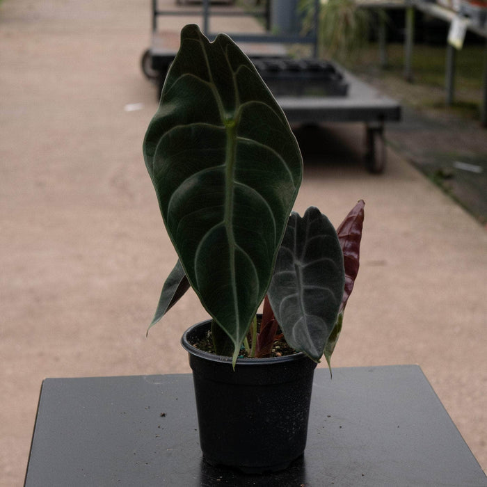 Gabriella Plants Alocasia 4" Alocasia watsoniana