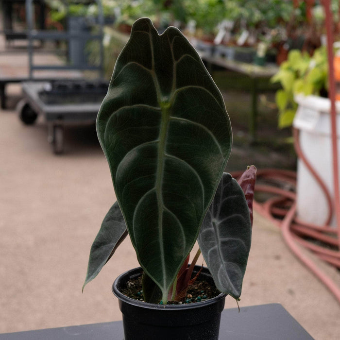 Gabriella Plants Alocasia 4" Alocasia watsoniana