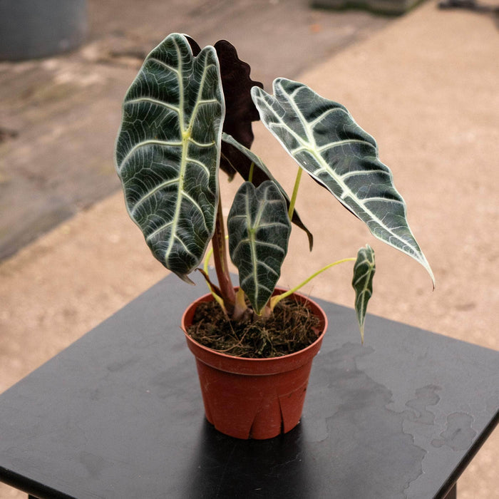 Gabriella Plants Alocasia 4" Alocasia watsoniana