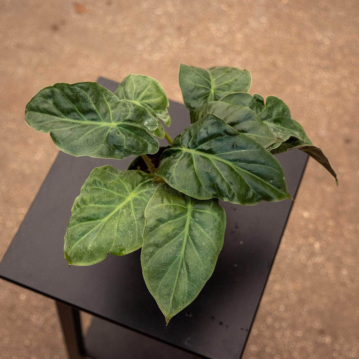 Gabriella Plants Alocasia Alocasia wentii