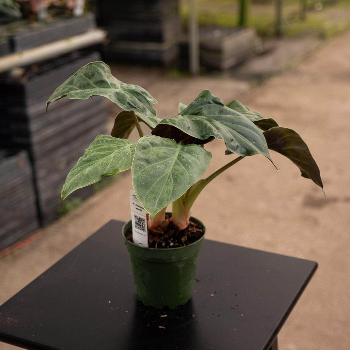 Gabriella Plants Alocasia Alocasia wentii