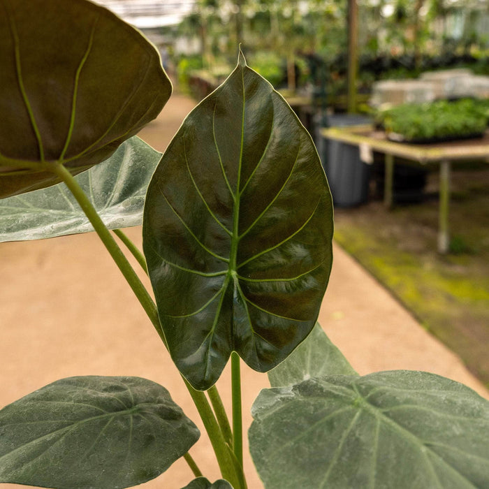 Gabriella Plants Alocasia 4" Alocasia wentii