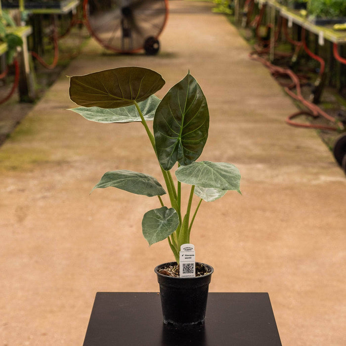 Gabriella Plants Alocasia Alocasia wentii