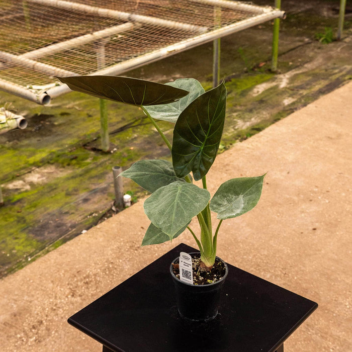Gabriella Plants Alocasia Alocasia wentii